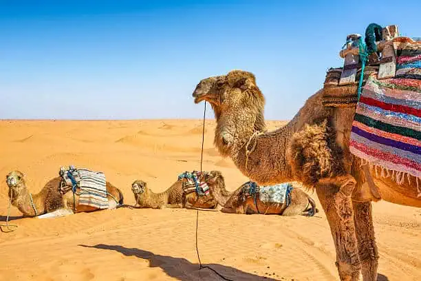 Arabian Camel-Dubai