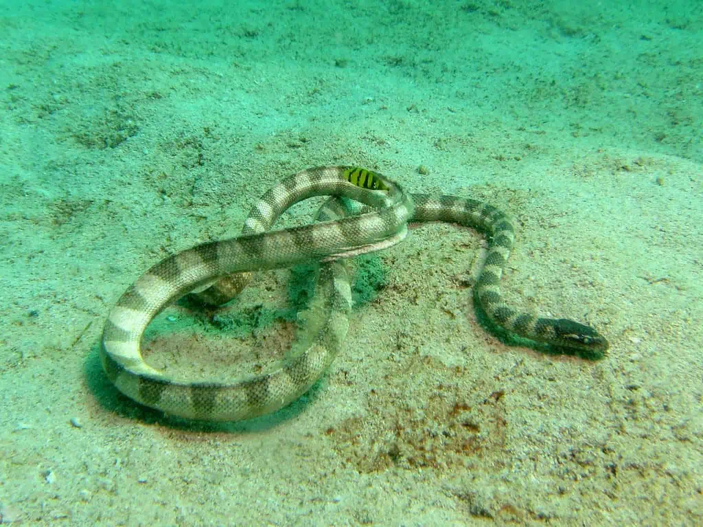 Arabian Gulf Sea Snake-UAE