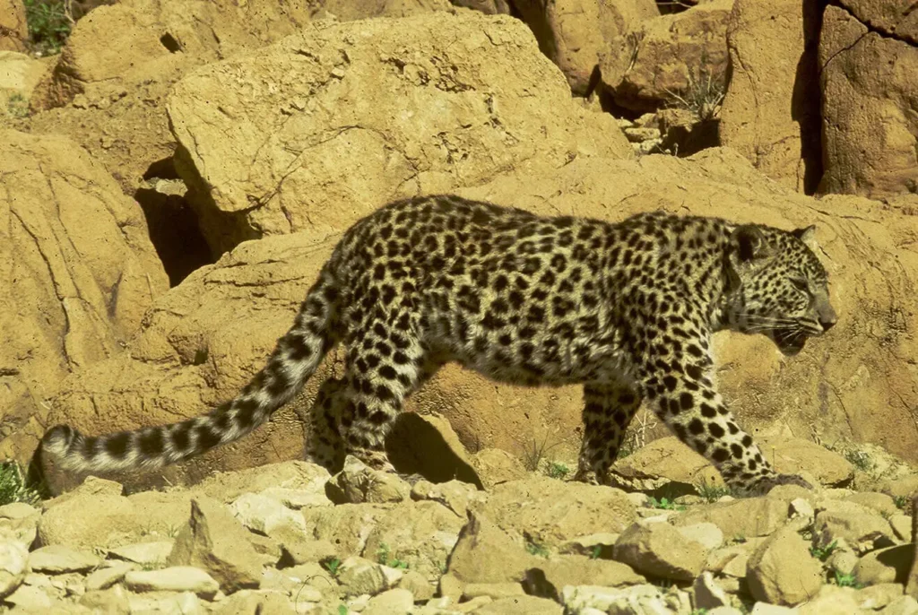 dangerous animals and insects in the UAE-Arabian Leopard