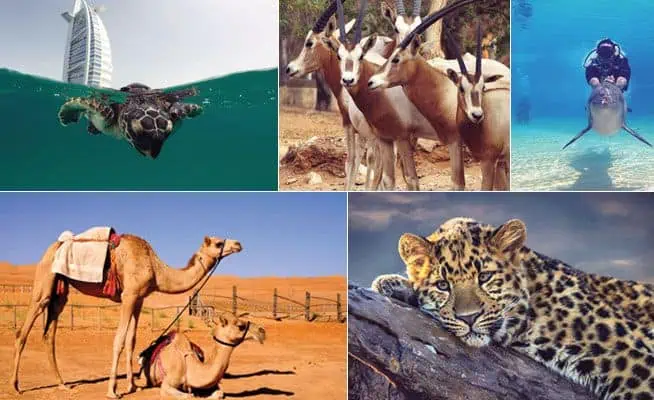 Dangerous Animals And Insects in the UAE