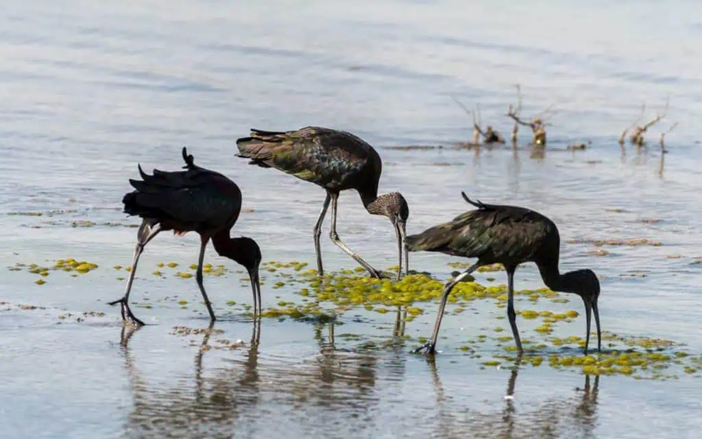 Jebel Ali Wildlife Sanctuary