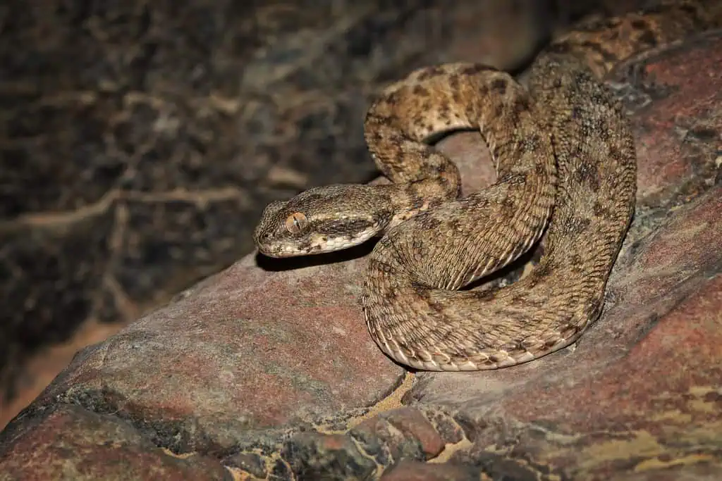 Oman Saw-scaled viper-UAE