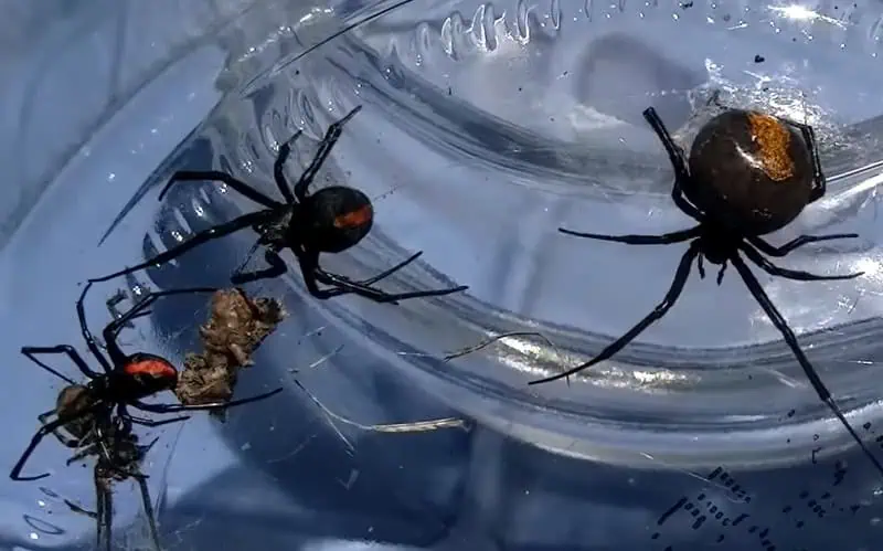 redback spider