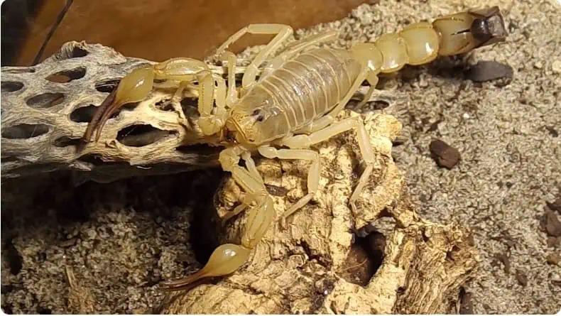 fat-tailed scorpions